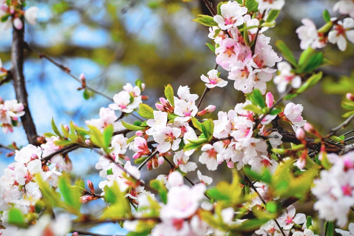 bloom-1