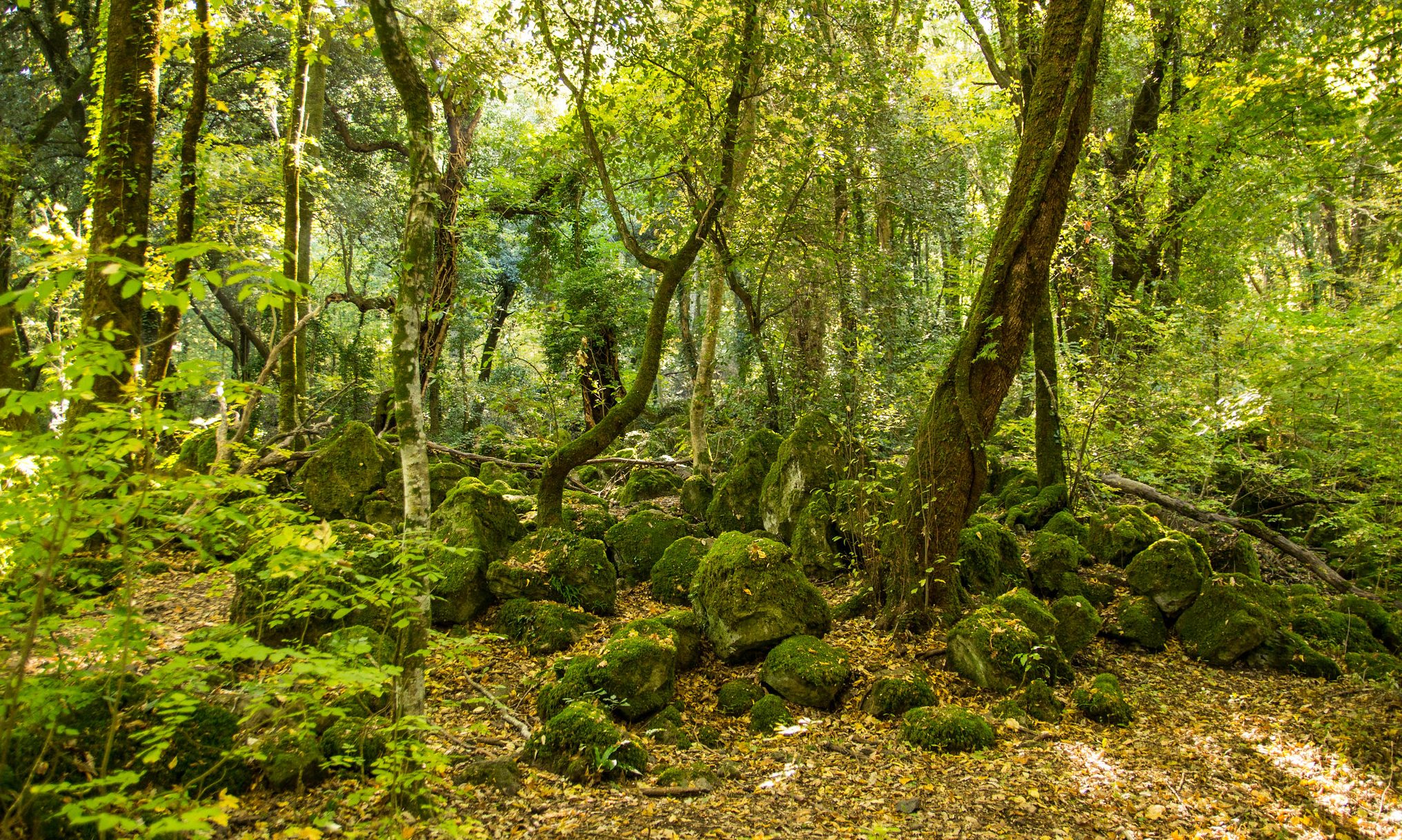 bosco del sasseto, acquapendente