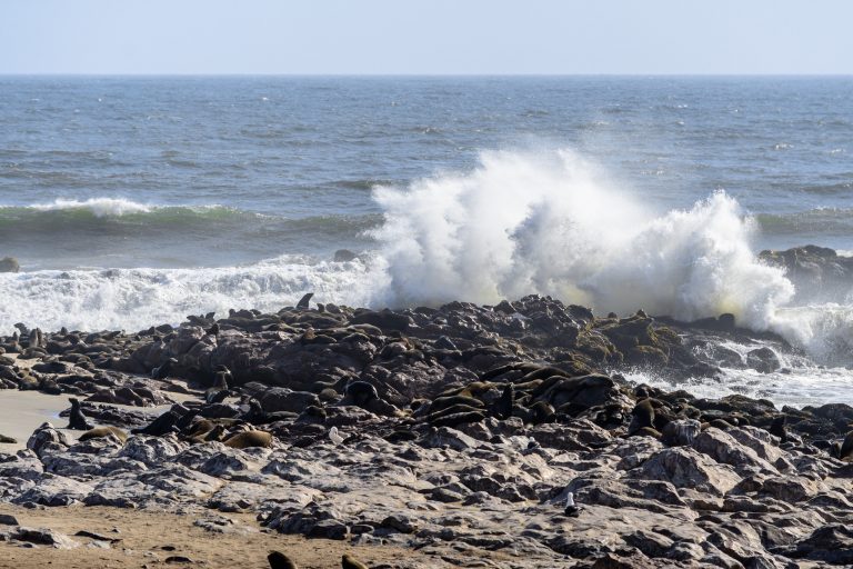 cape cross namibia
