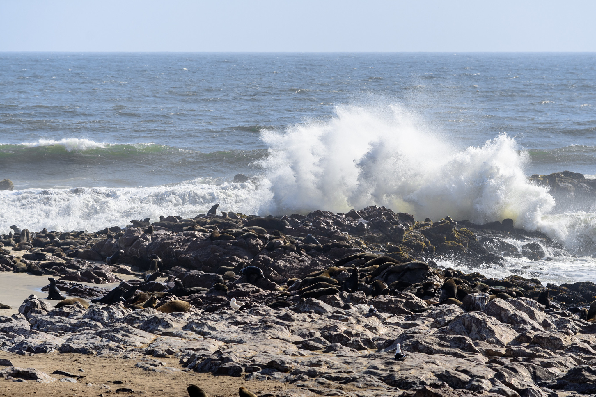 cape cross namibia