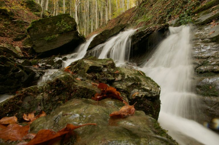 foreste casentinesi dove si trovano