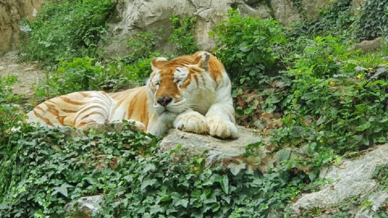 parco faunistico le cornelle orari e prezzi