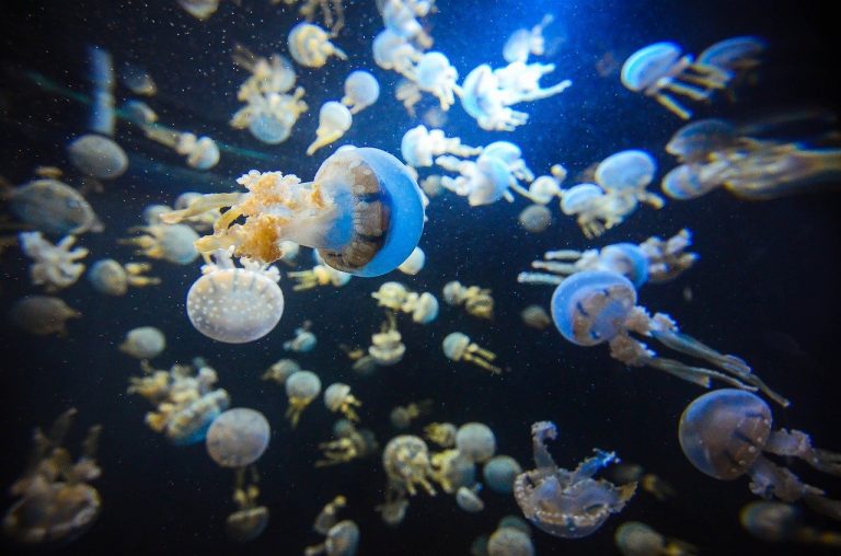 singapore acquario più grande del mondo