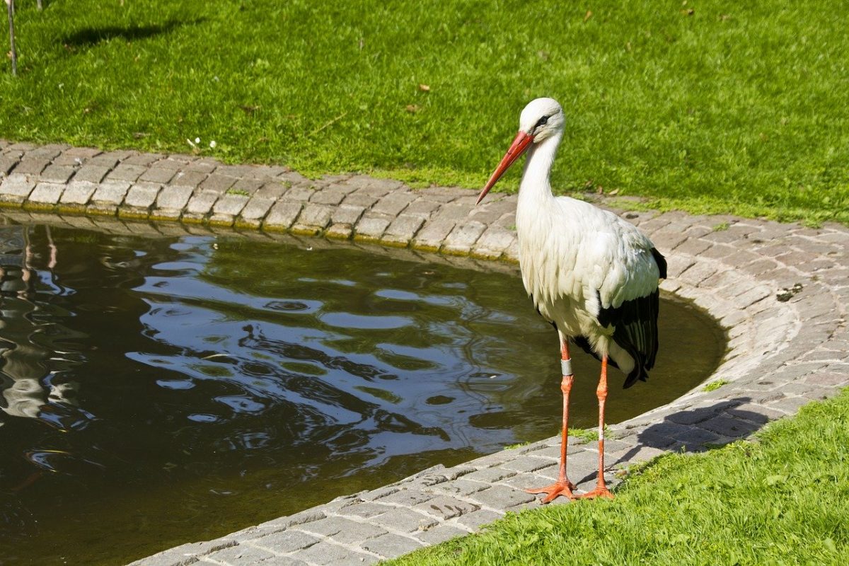 stork-