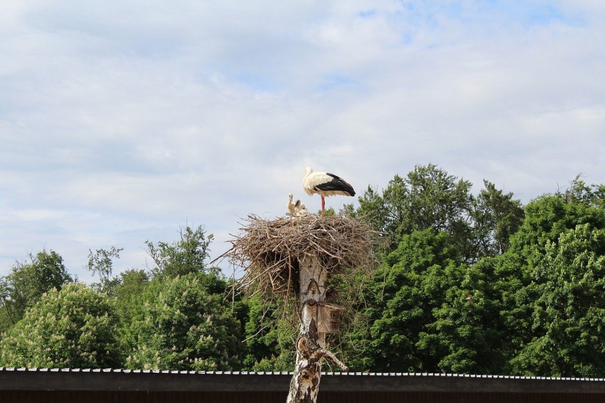stork-9570