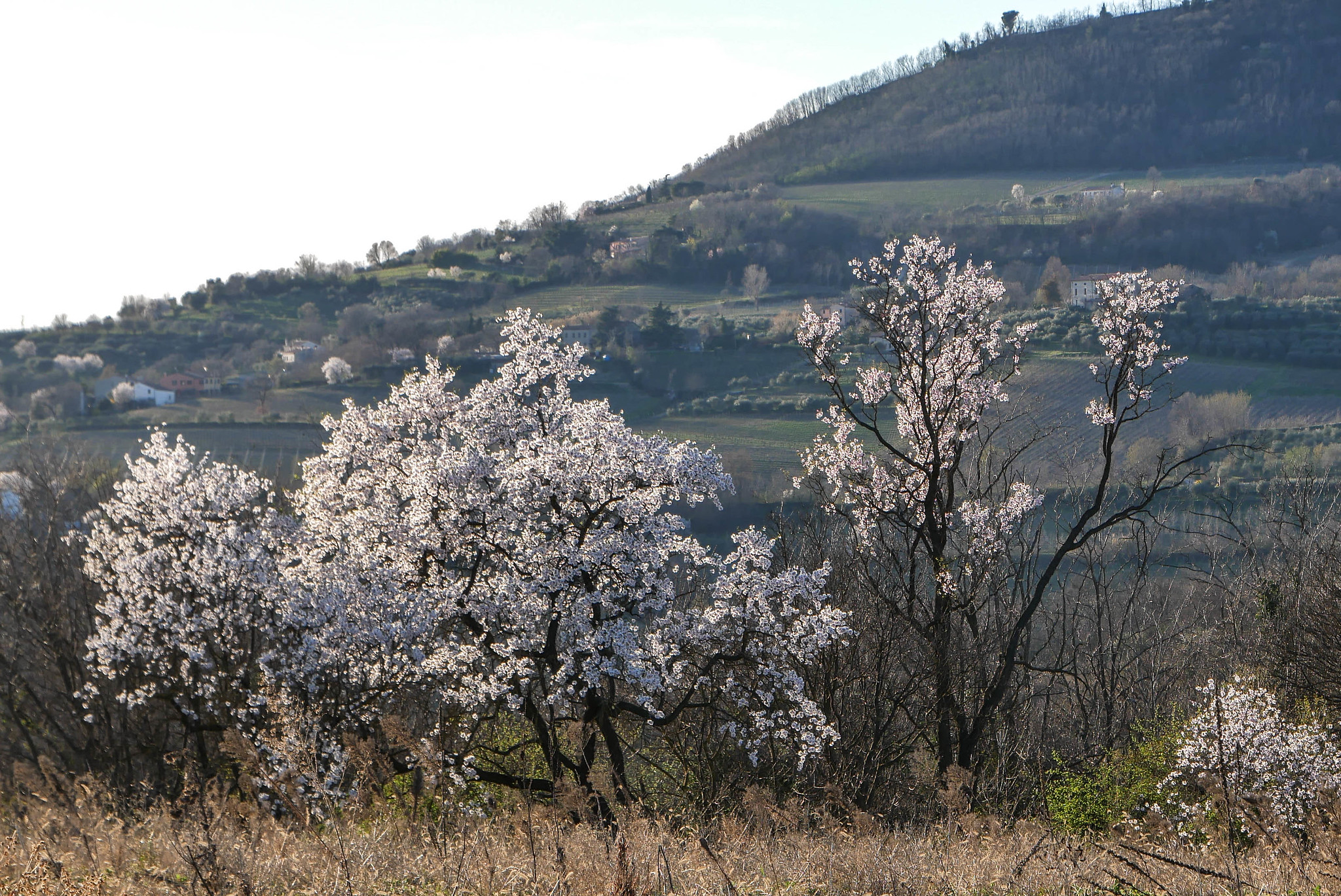 Parco regionale