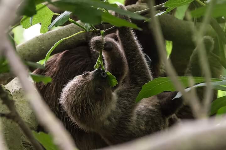 animali