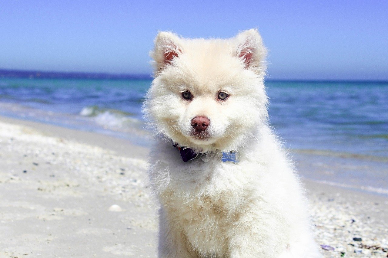 cannes spiagge per cani