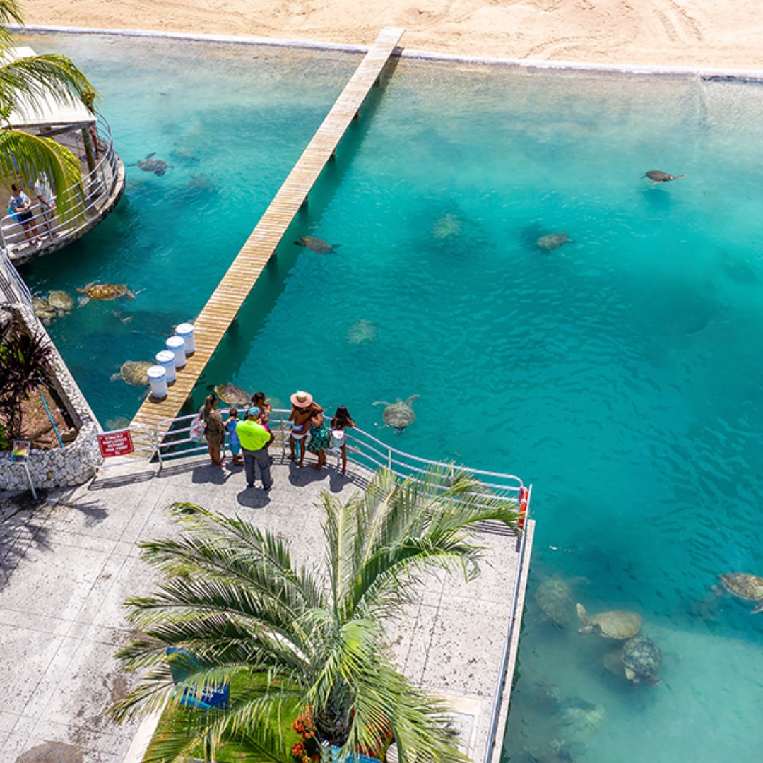 Cayman Turtle Centre