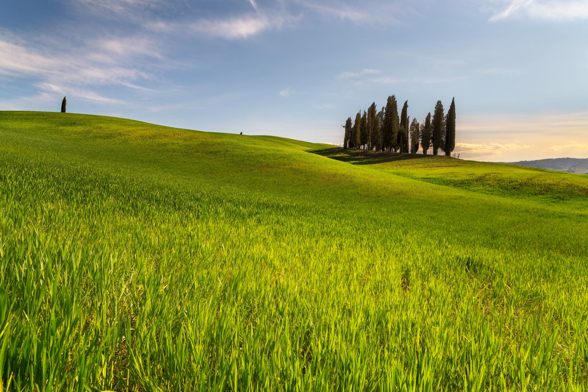 Cipressi di San Quirico d'Orcia