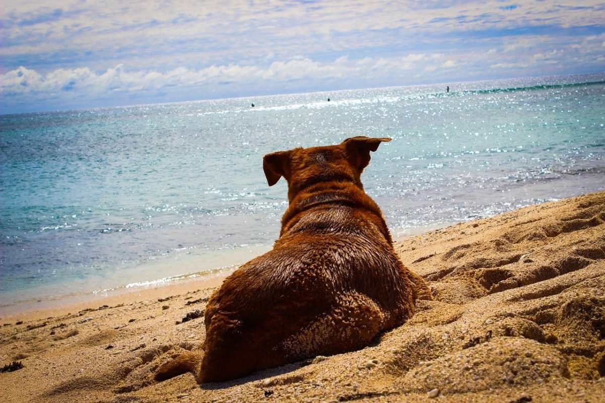 dog-787067_1280