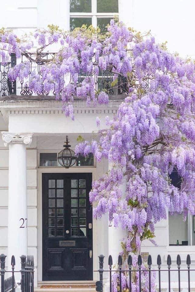 fioritura glicine londra a