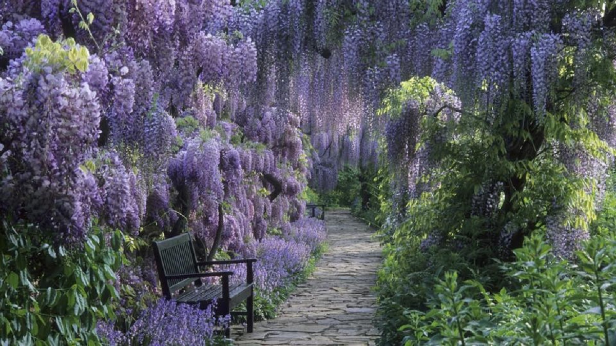 fioritura glicine londra