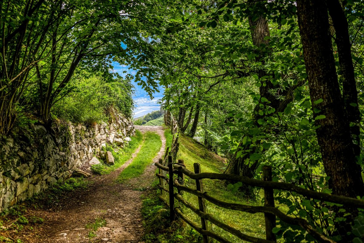 forest-path-4697056_1920