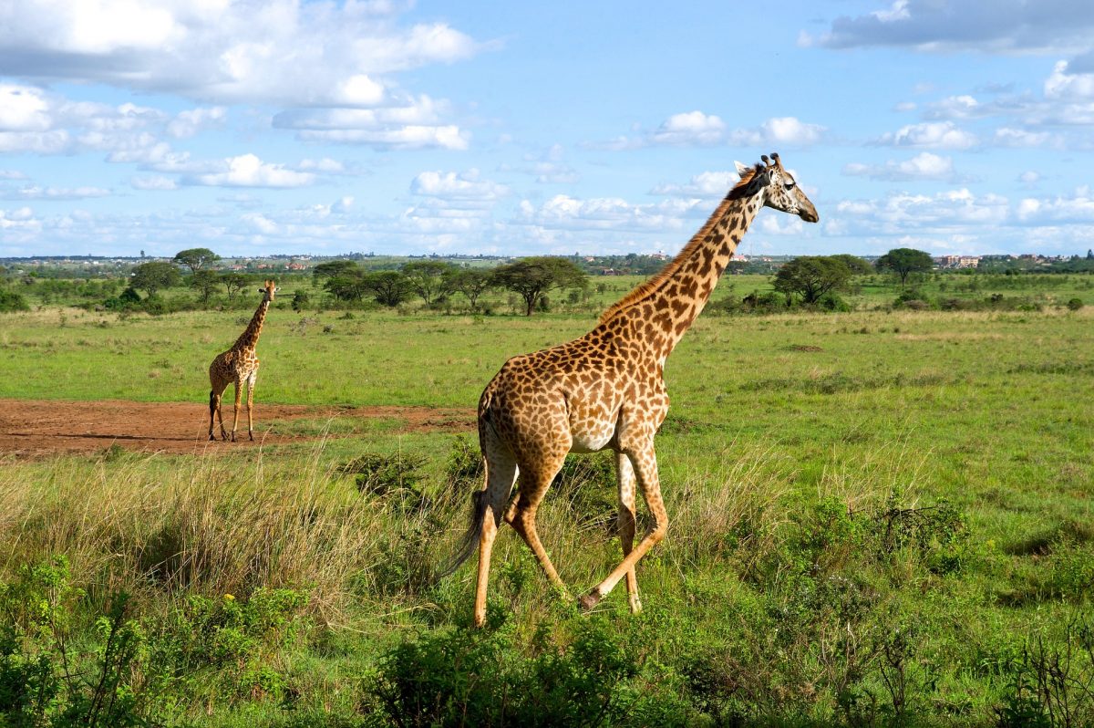 giraffes-1