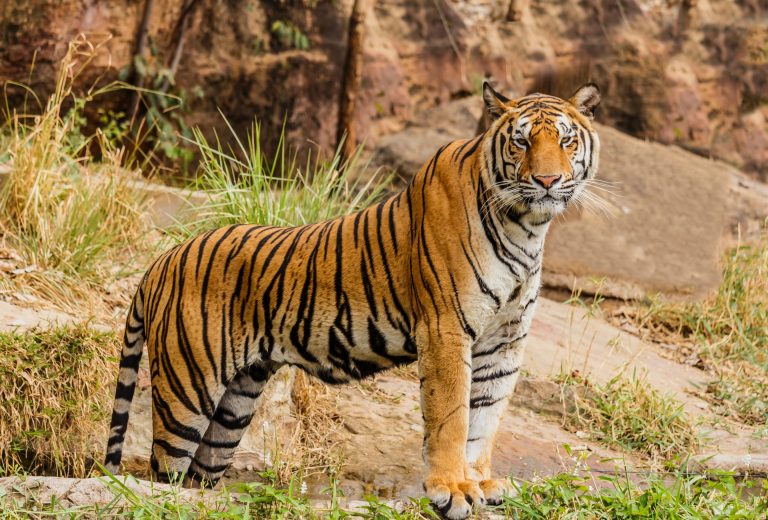 habitat naturale tigre