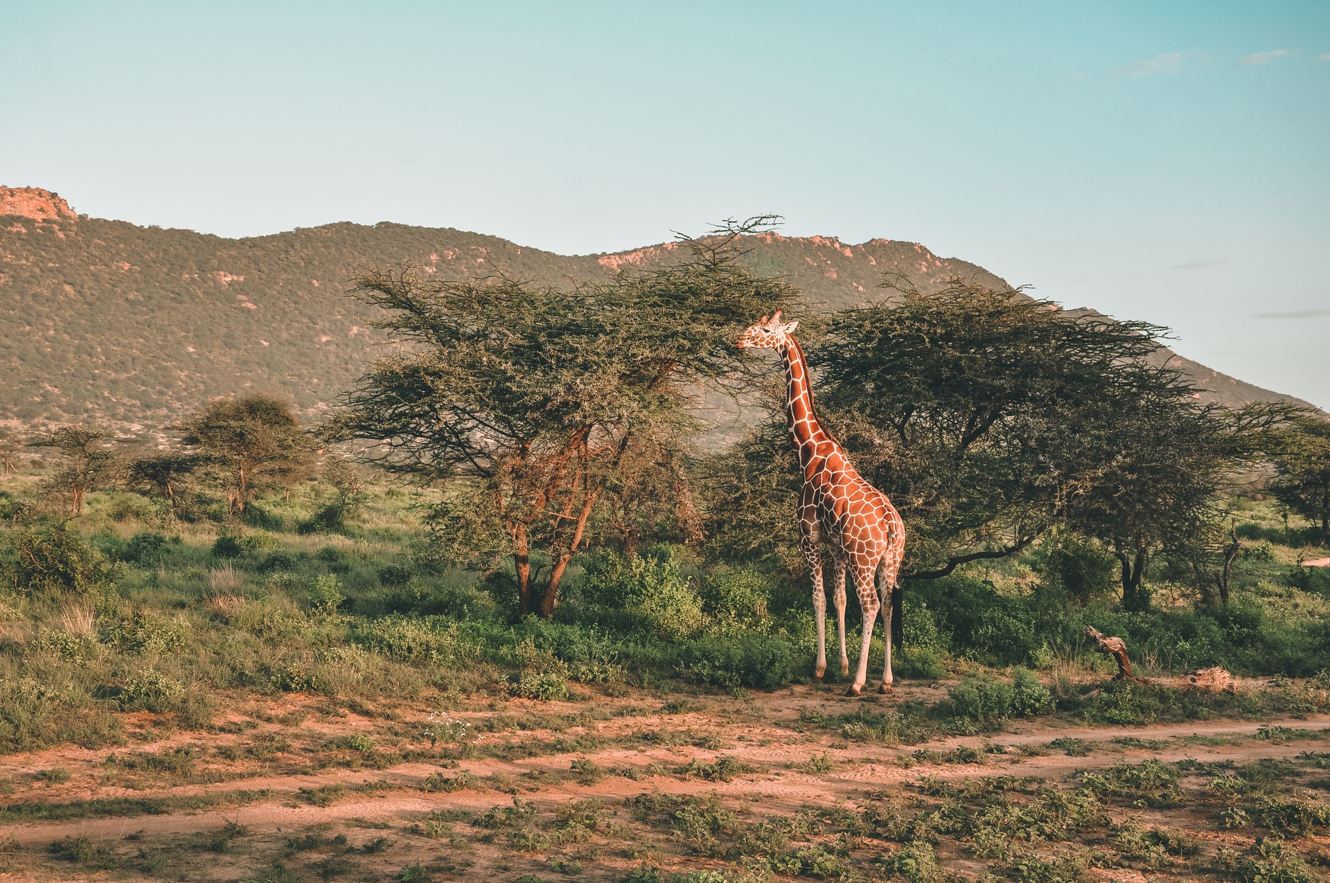 Samburu