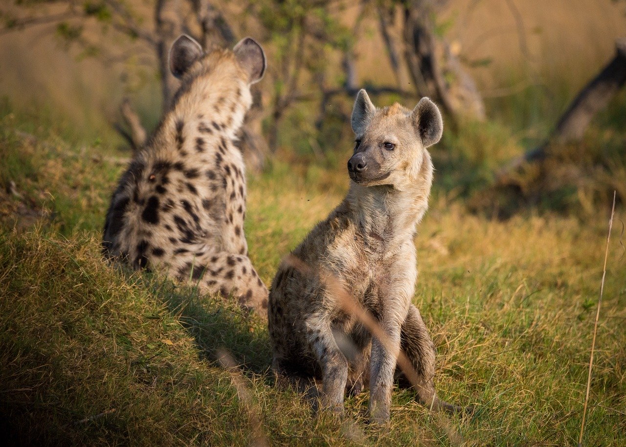 botswana