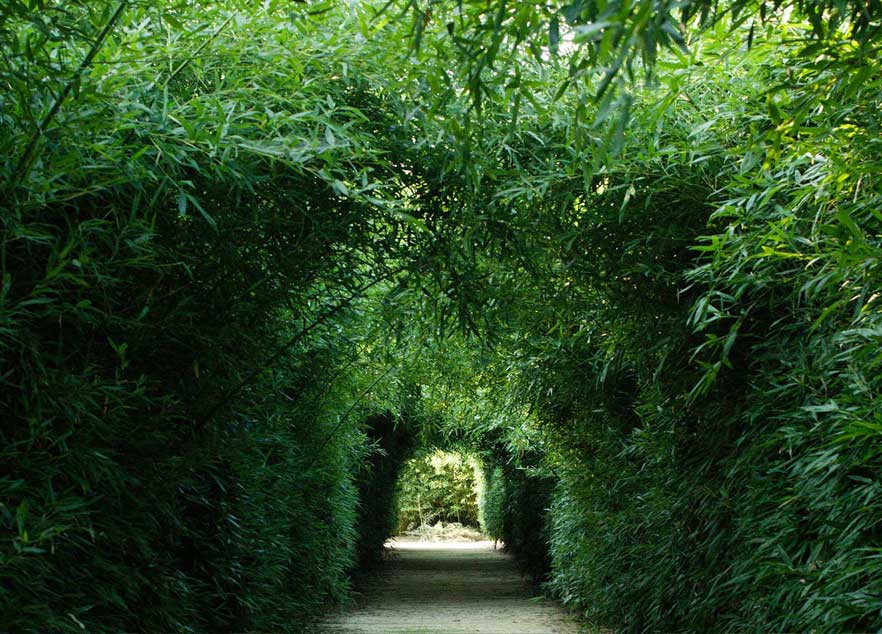 Labirinto bamboo