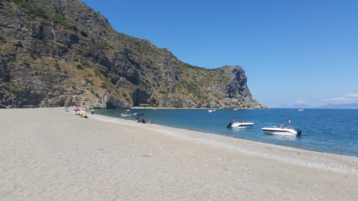 oliveri