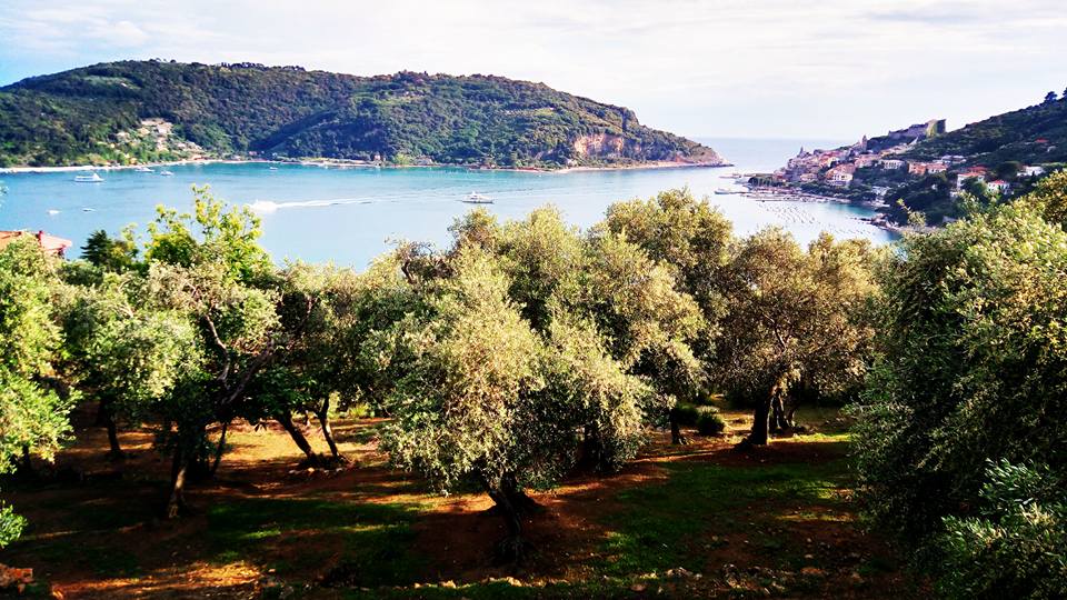Palmaria