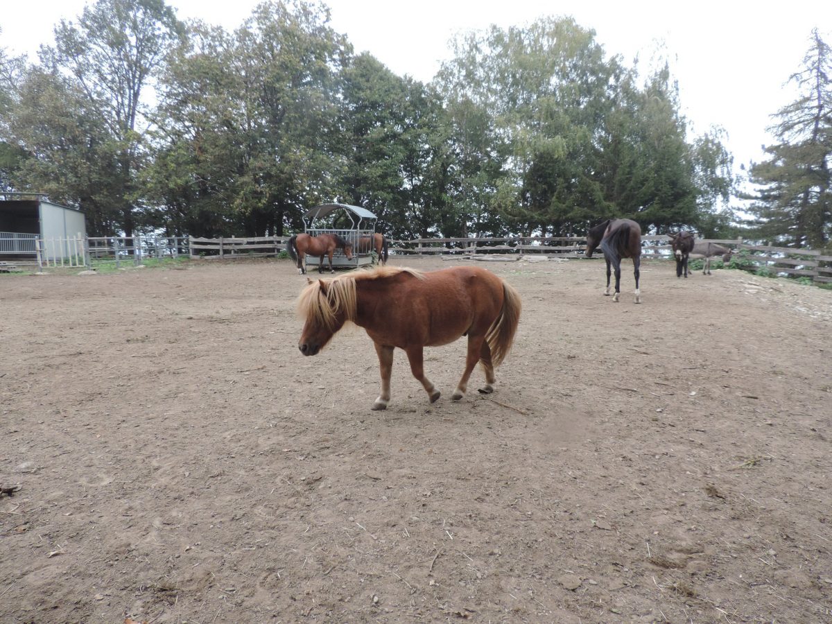pony