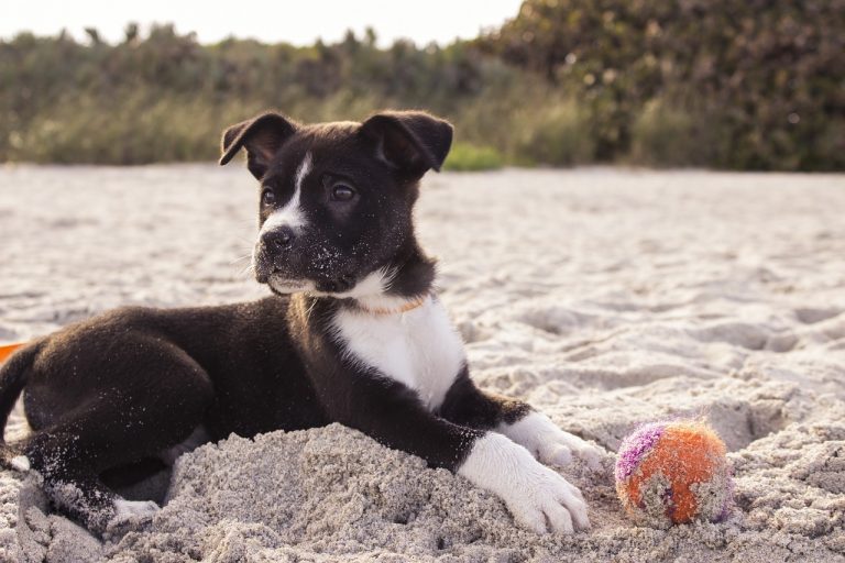 populonia spiagge per cani