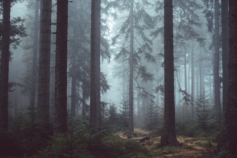 forest bathing trentino