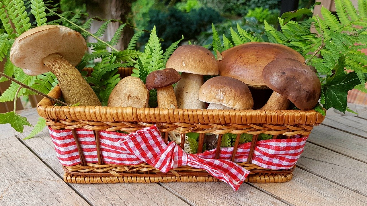 raccolta funghi 2020 friuli