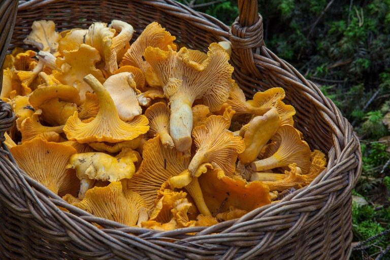 raccolta funghi 2020 toscana