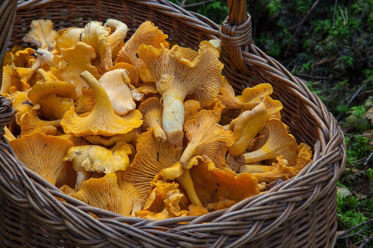 raccolta funghi 2020 toscana