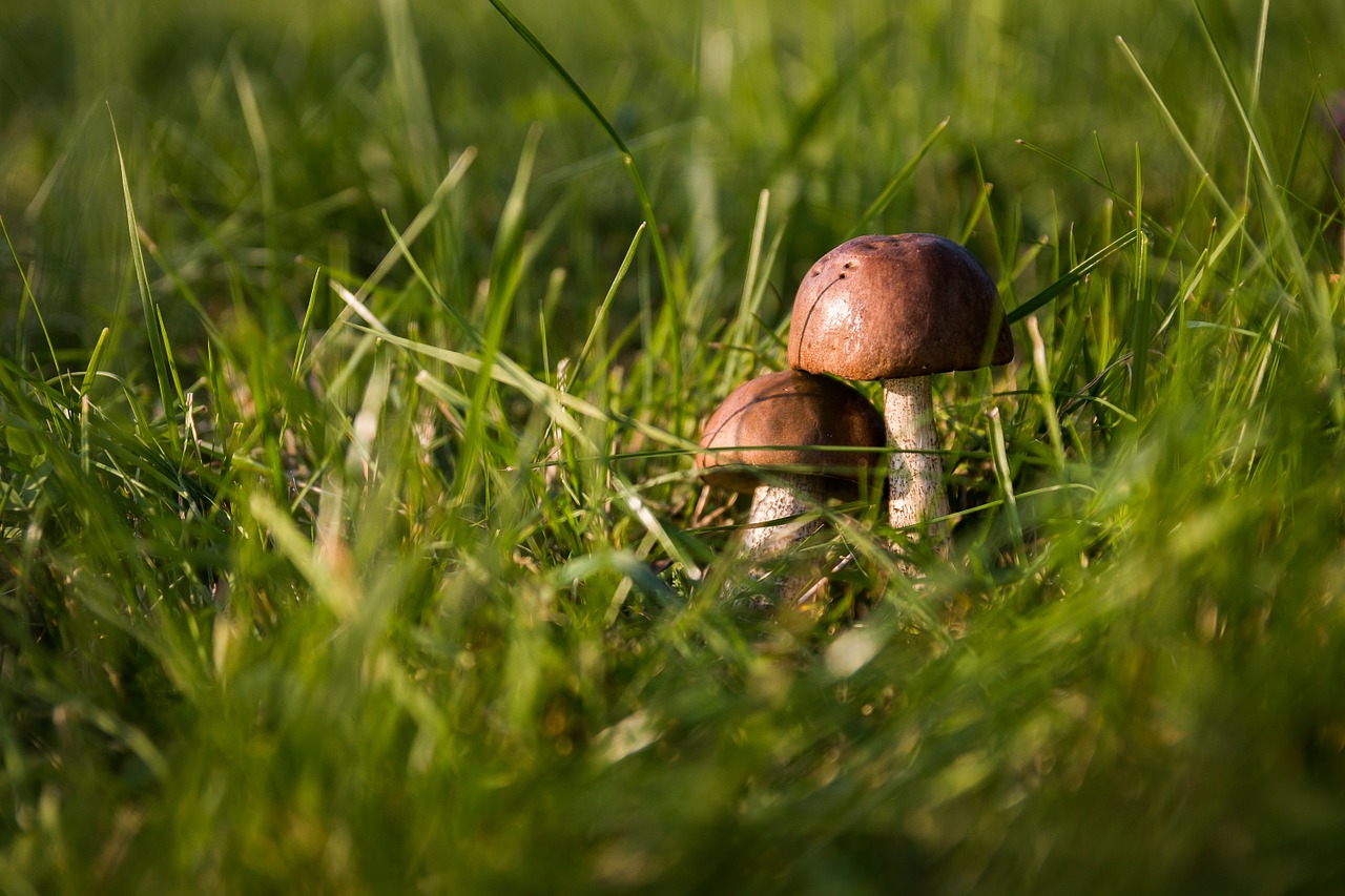 raccolta funghi 2020 trentino