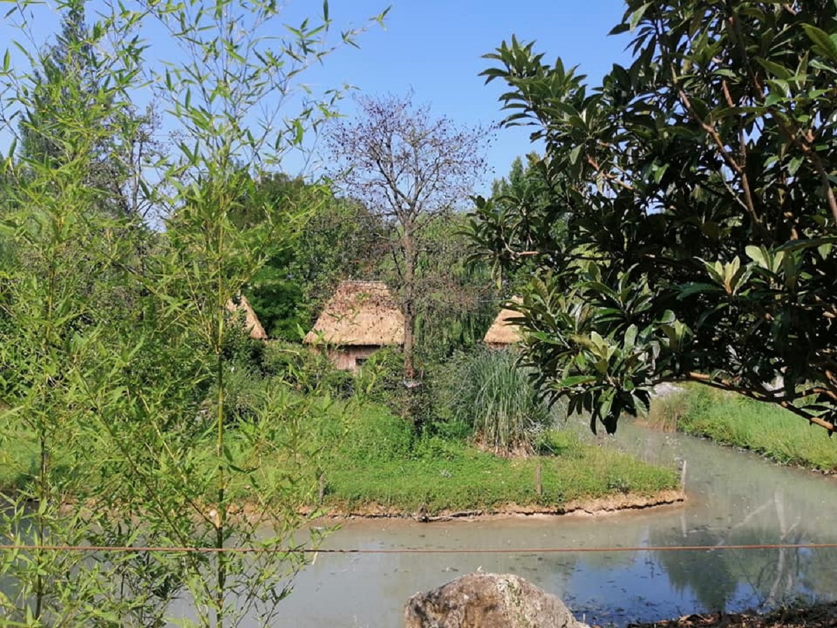 safari