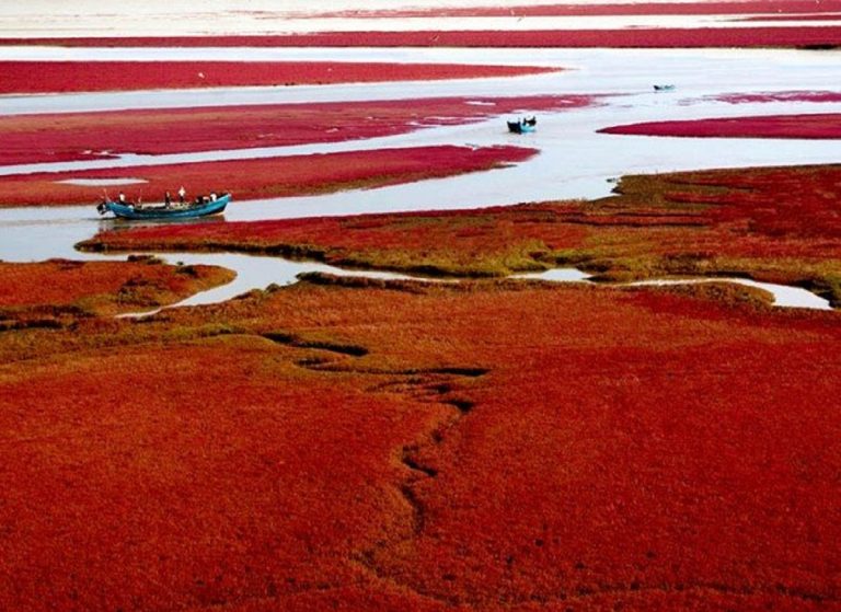 spiaggia rossa cina