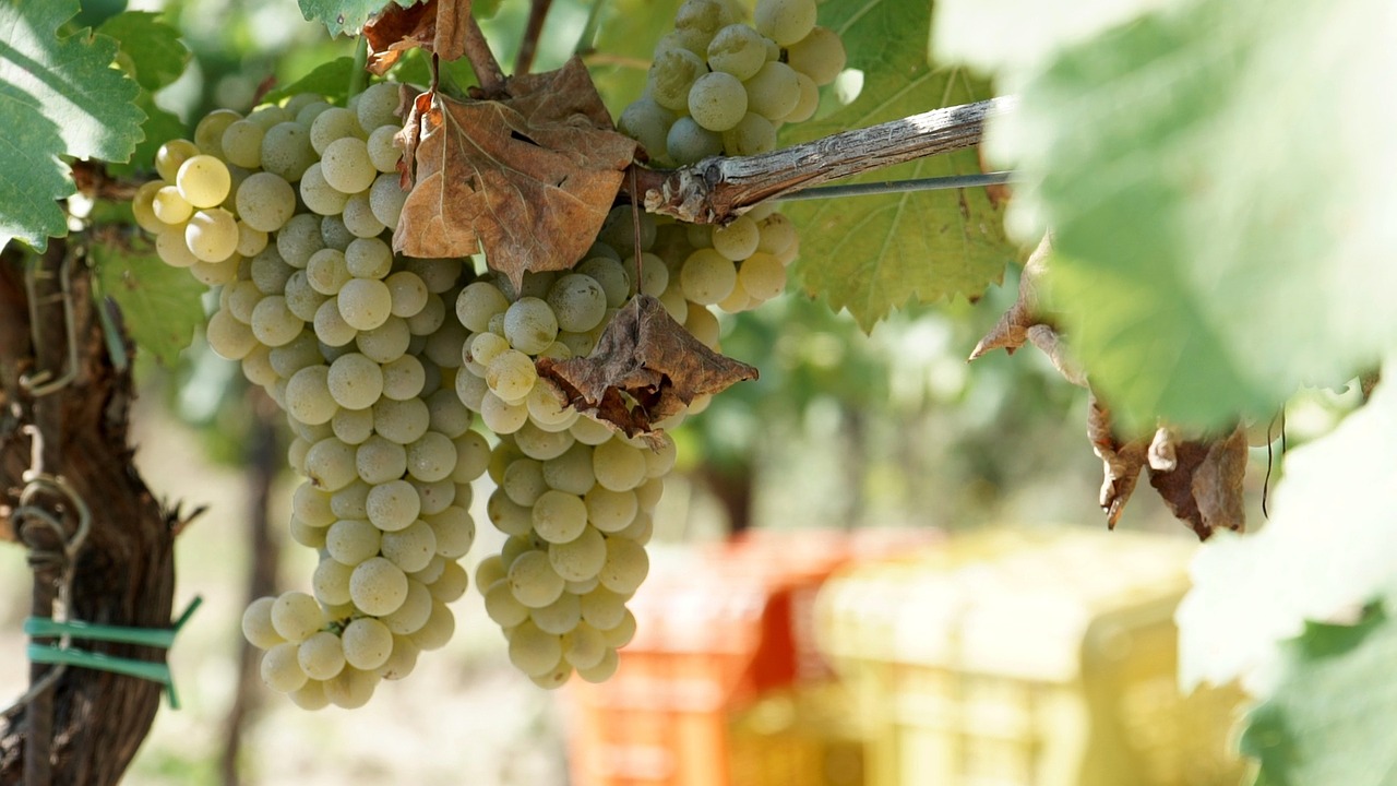 vendemmia 2020 toscana