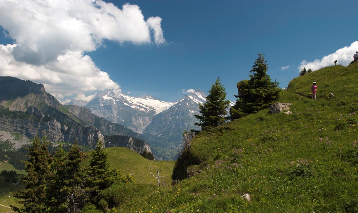 oberland bernese