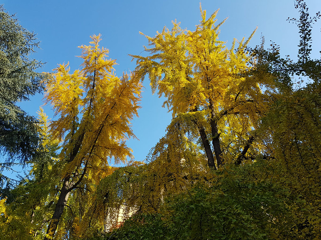 Ginkgo Biloba