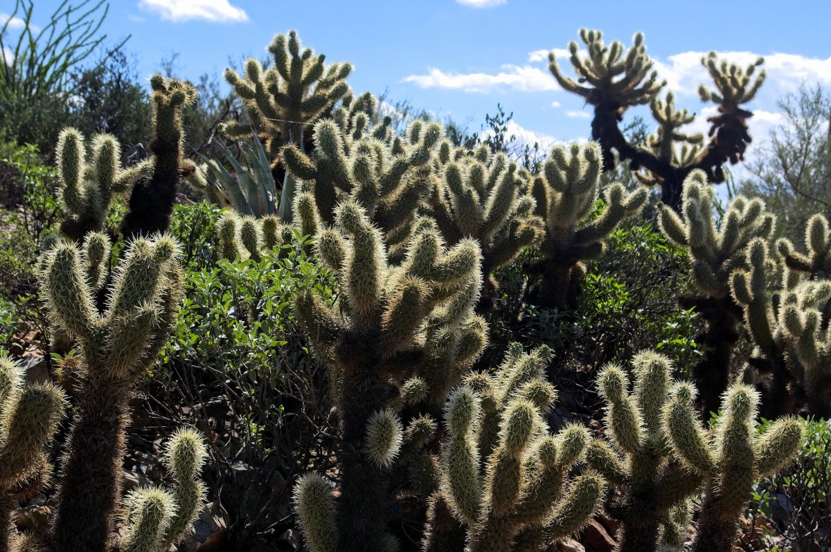 arizona deserto sonora