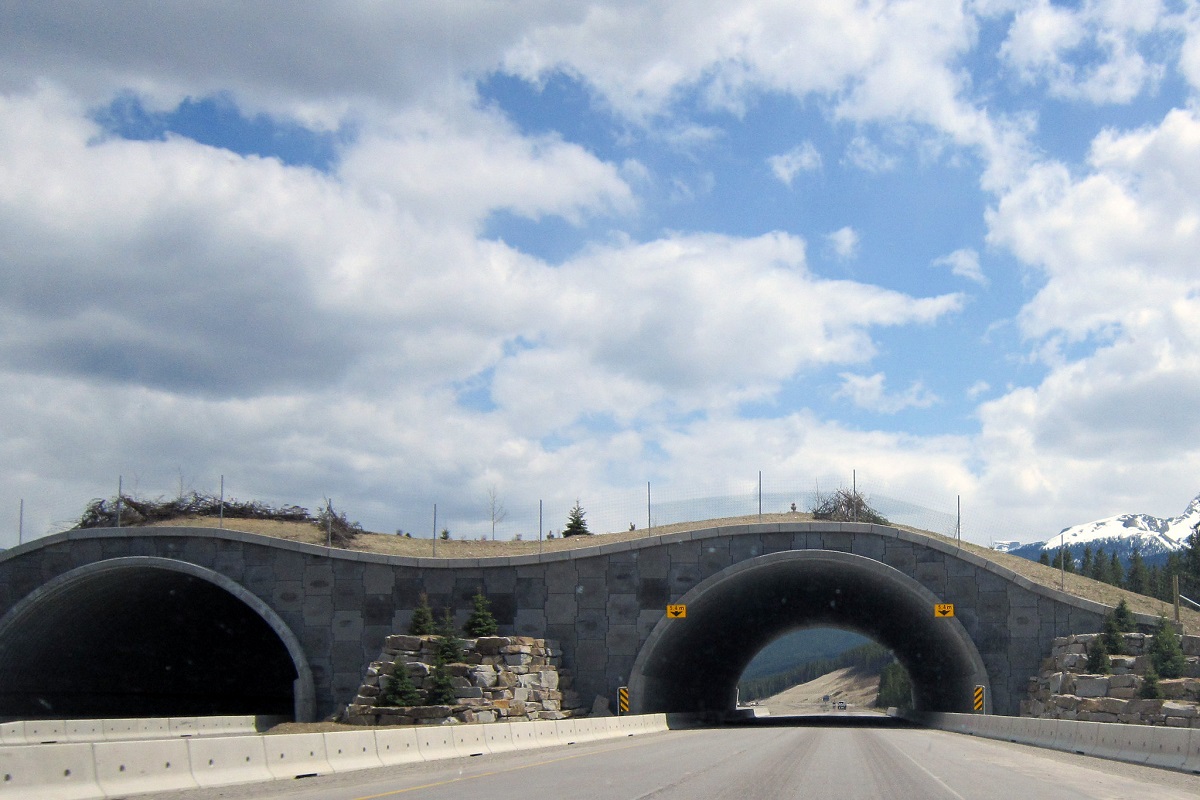 Banff Wildlife Bridges