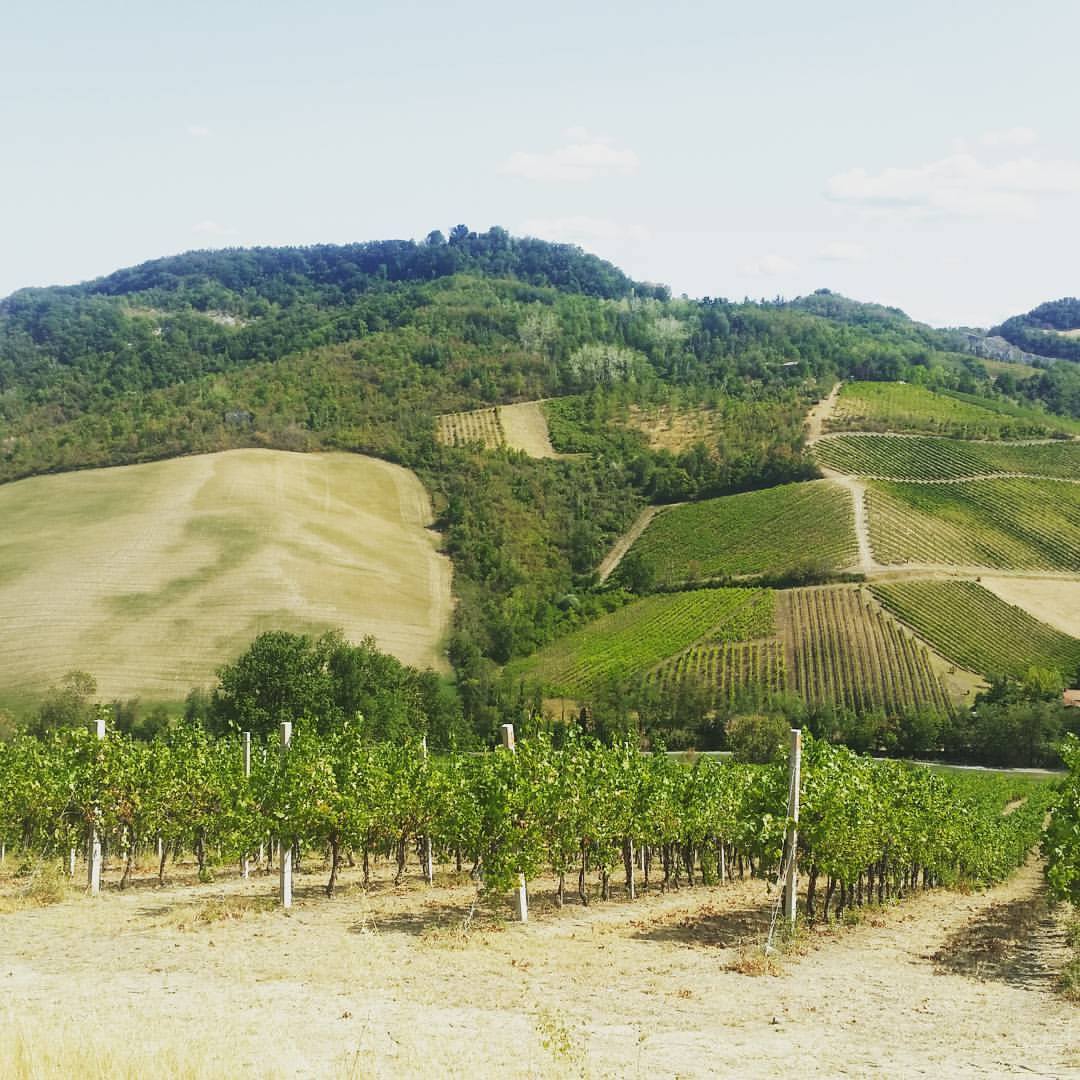 Colli bolognesi