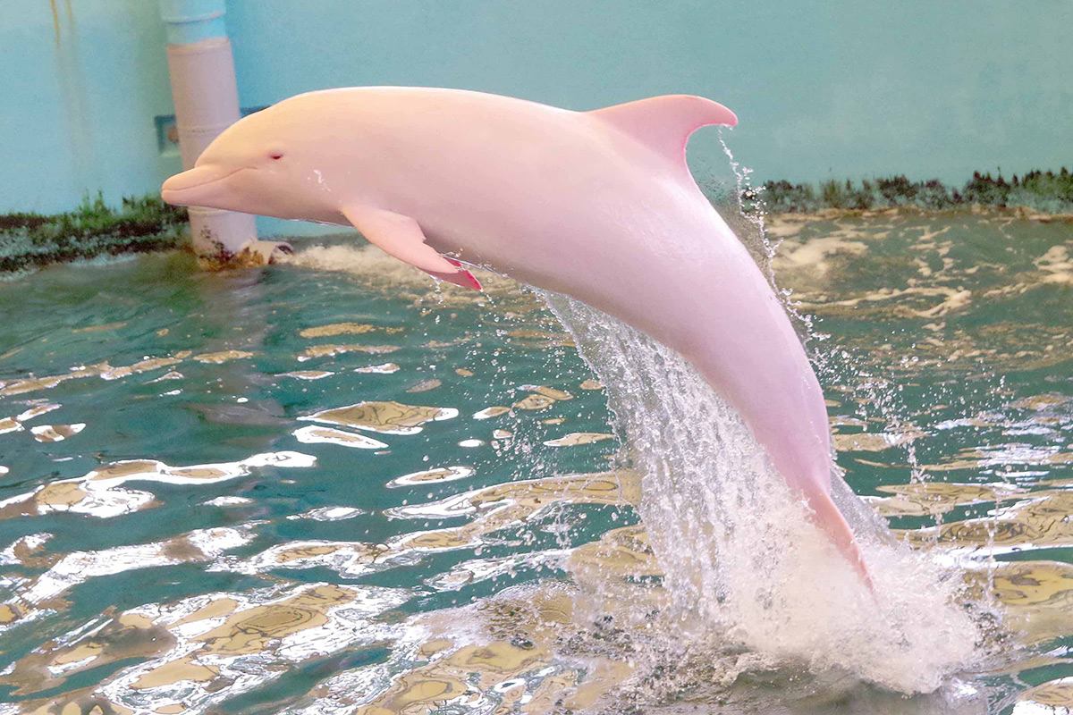 Delfino rosa