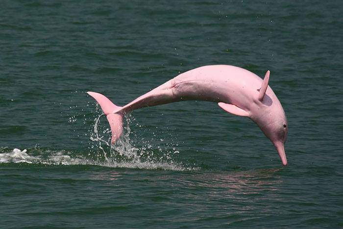 Delfino