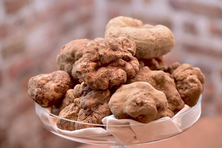 fiera tartufo acqualagna 2020