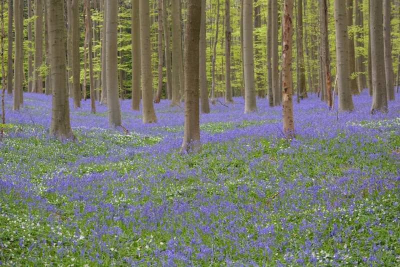 Foresta di Hallerbos
