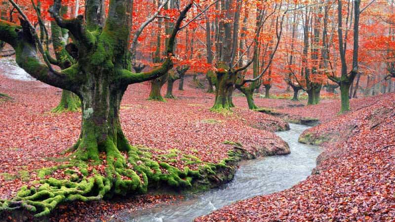 Foresta di Otzarreta