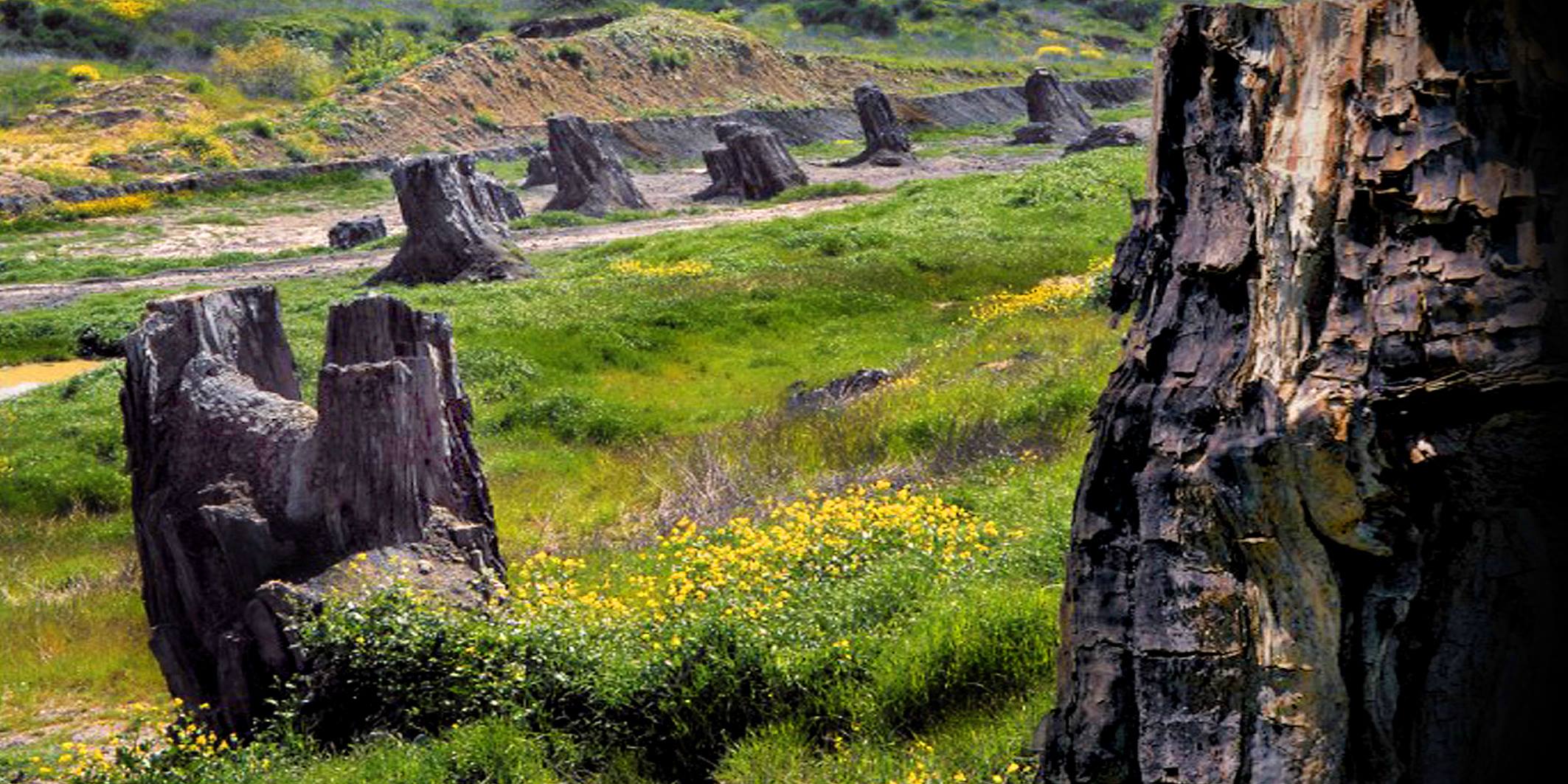 Foresta fossile di Dunarobba