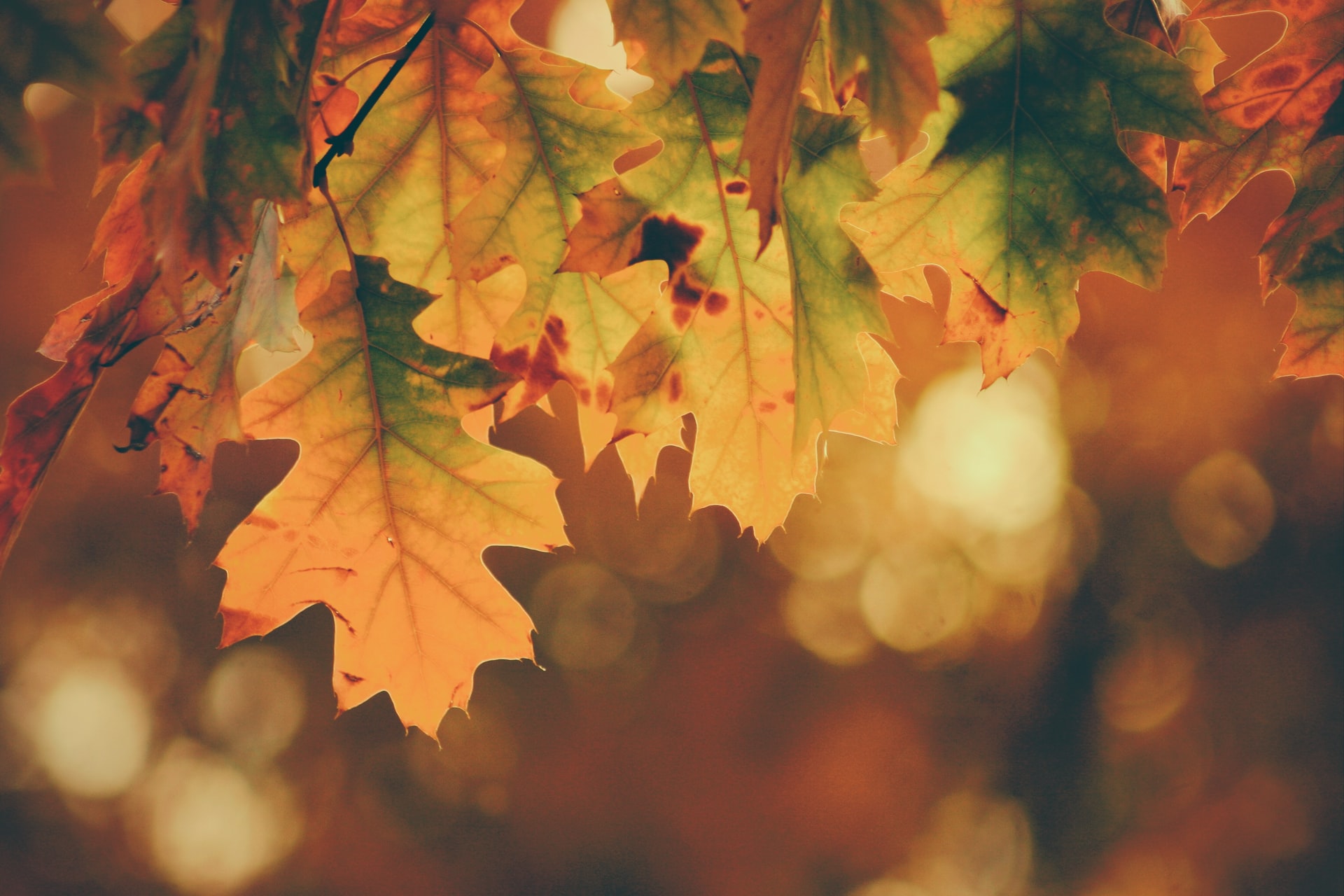 autunno fotografia