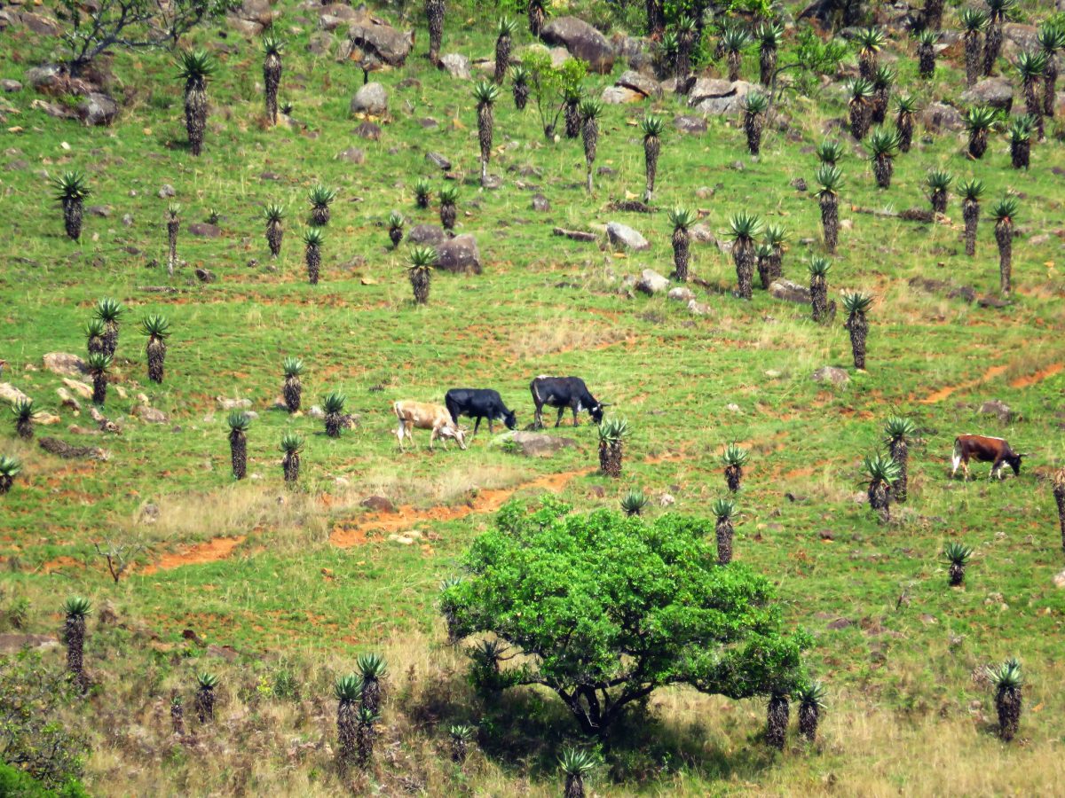 eswatini