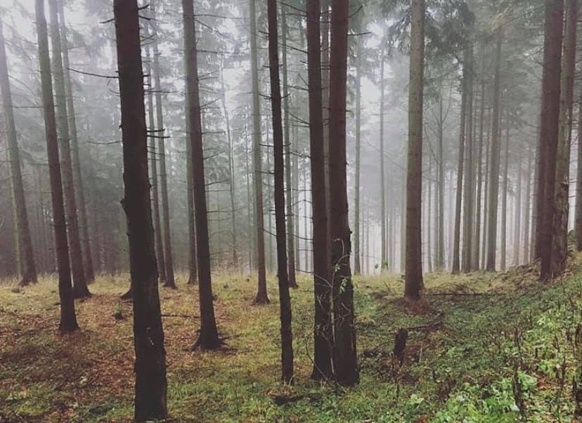 Aokigahara