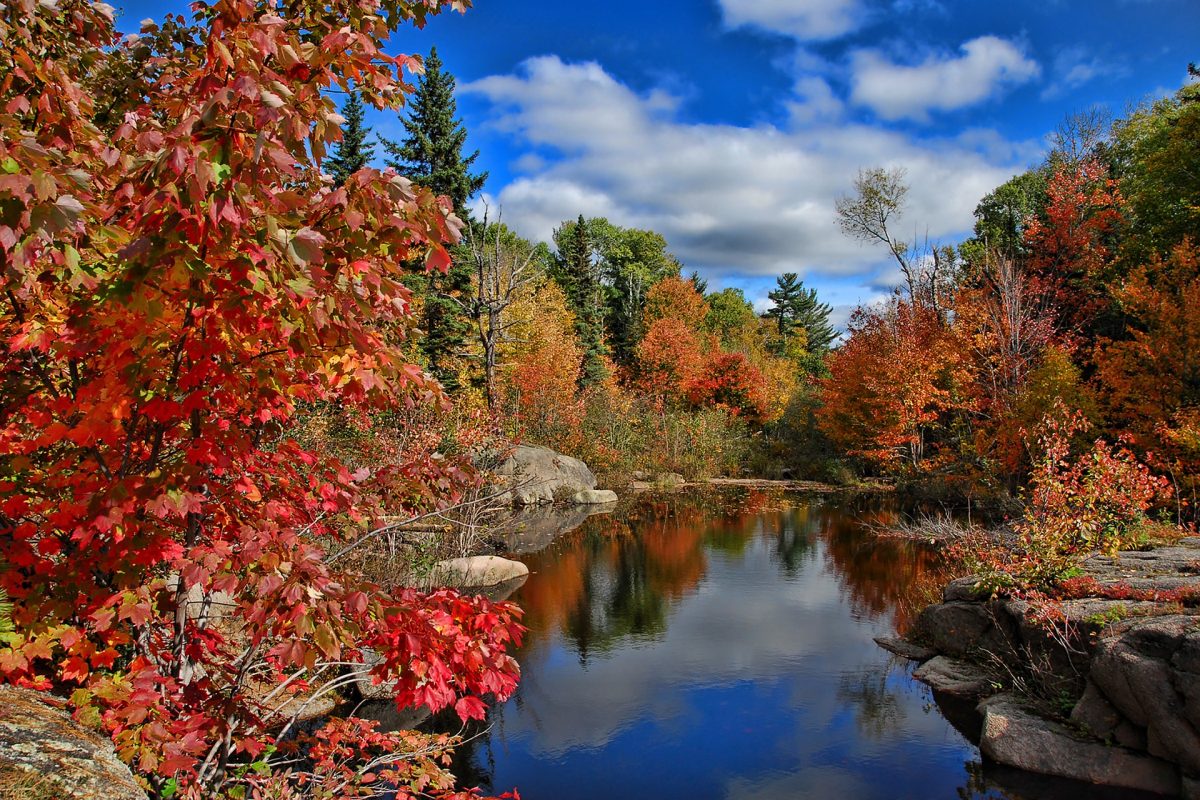 canada foliage